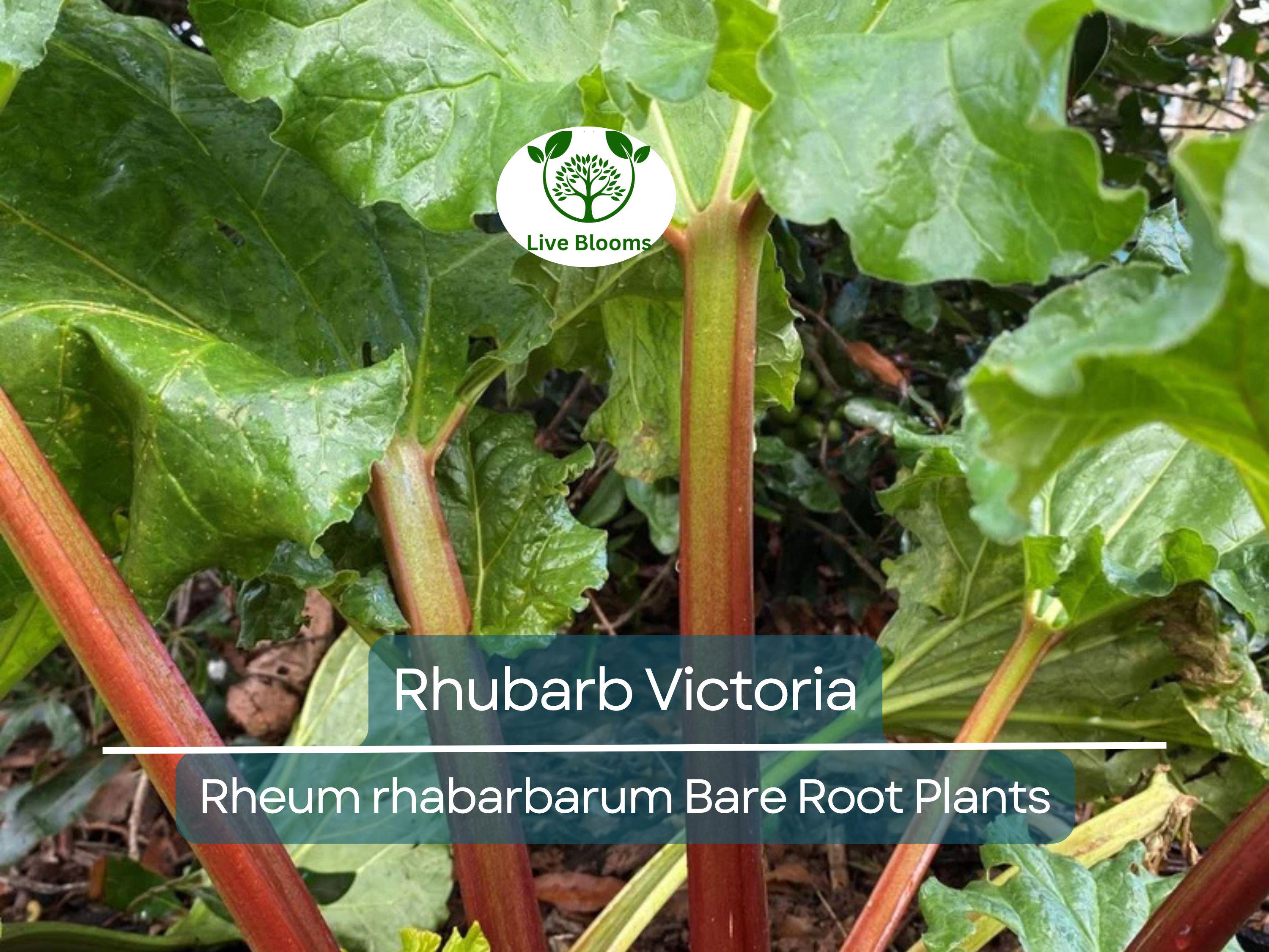 1 Rhubarb Victoria Bare Root Plant – Heirloom Perennial Vegetable for Garden – Easy to Grow, Tart Stalks, Organic Garden Favorite