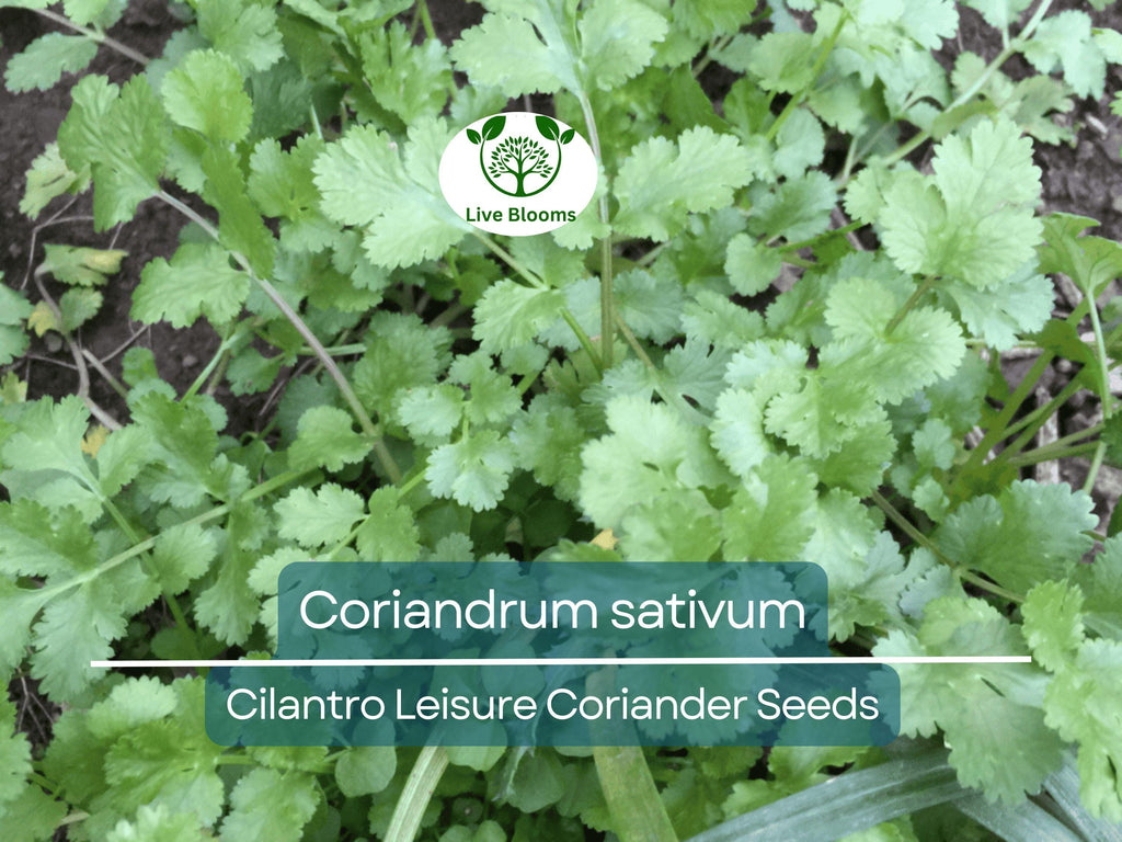 175 Cilantro Seeds - Coriander for Planting (Coriandrum sativum) - Fresh Herb for Kitchen Garden, Culinary Use, & Home Planting