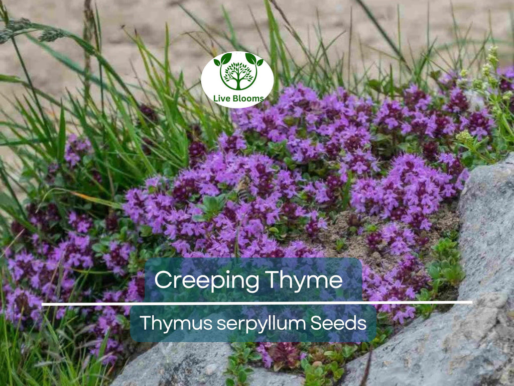 5000 Creeping Thyme Seeds | Perennial Herb & Purple Groundcover | Aromatic Low-Growing Thyme Plant for Gardens, Lawns, and Landscaping