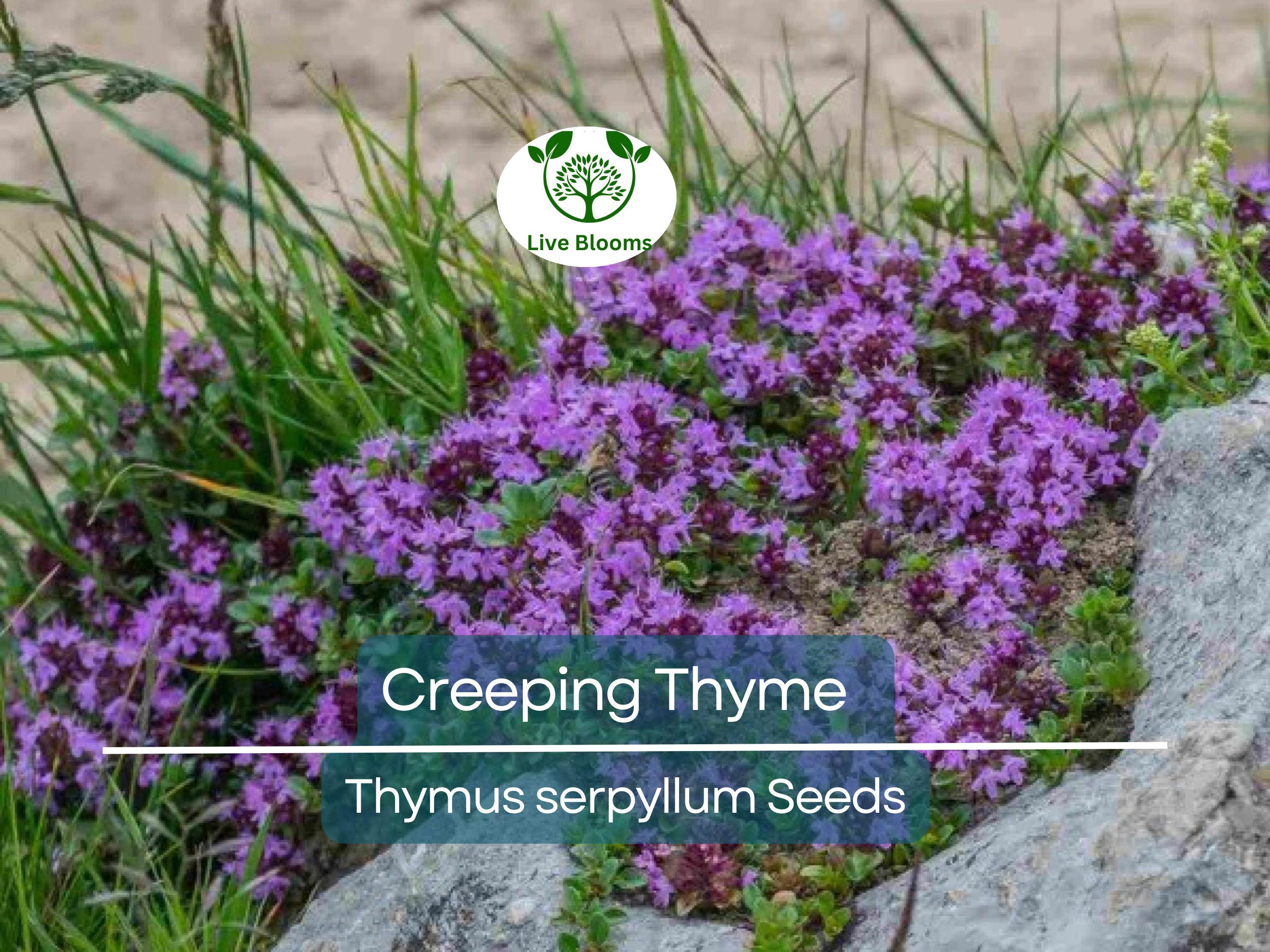 5000 Creeping Thyme Seeds | Perennial Herb & Purple Groundcover | Aromatic Low-Growing Thyme Plant for Gardens, Lawns, and Landscaping