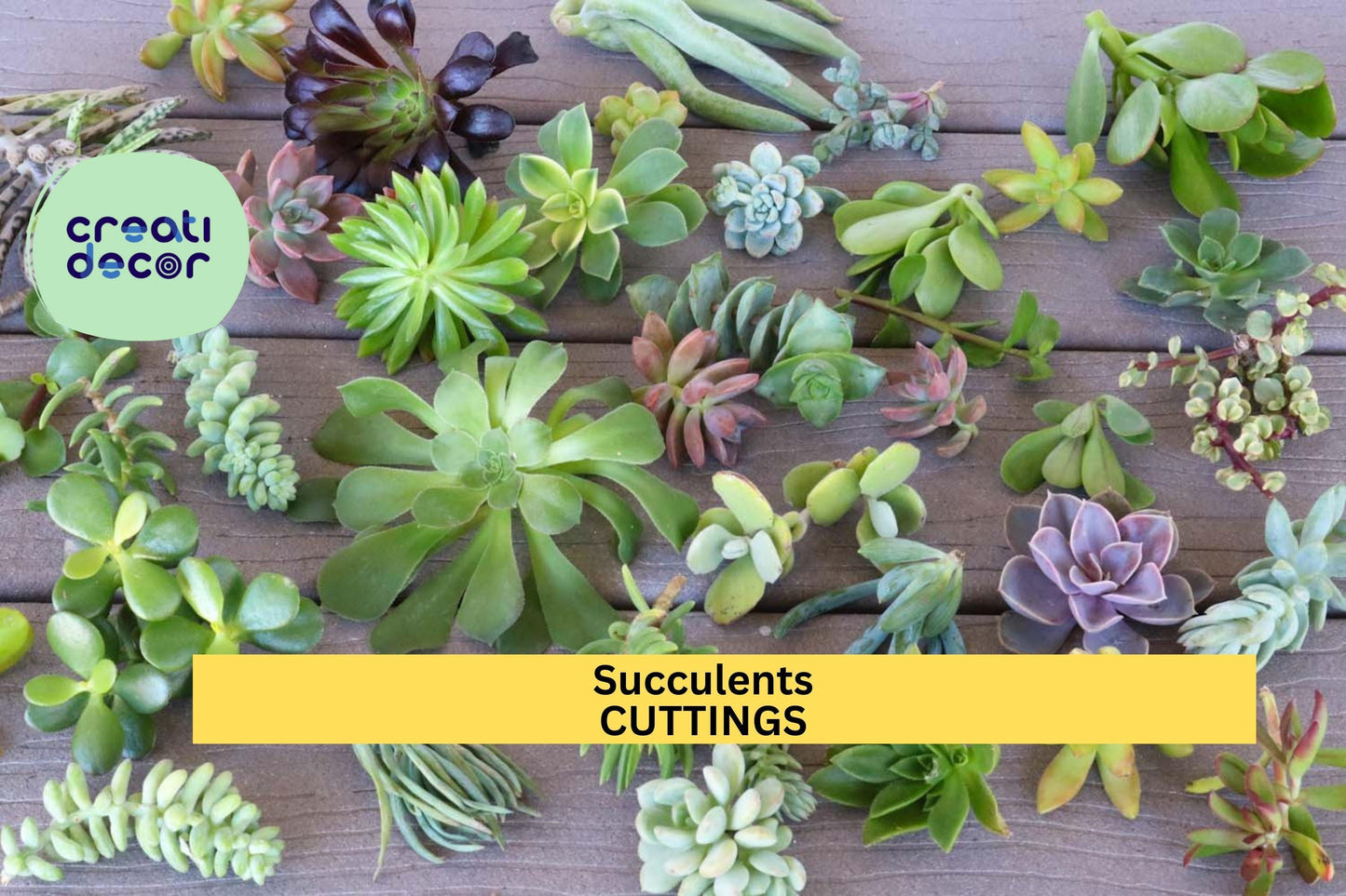 6 Assorted Succulent Cuttings – Unrooted Mixed Varieties | Fresh Clippings for Pots, Crafts, Arrangements, or Small Garden Projects