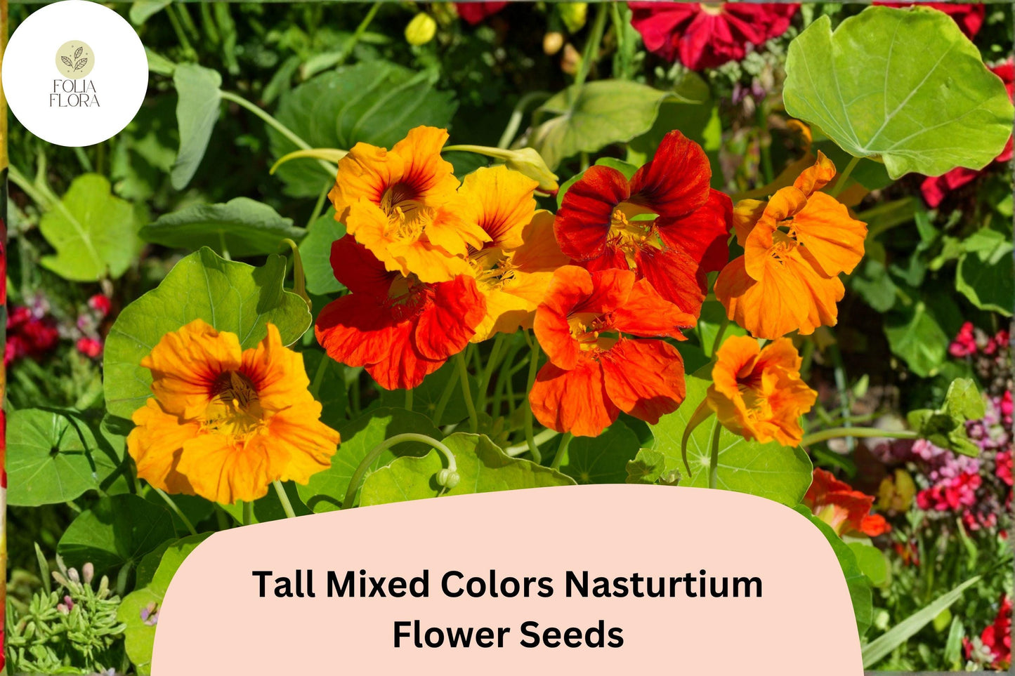 50+ Tall Mixed Colors Nasturtium Seeds | Tropaeolum majus | Vibrant Tall Blooms