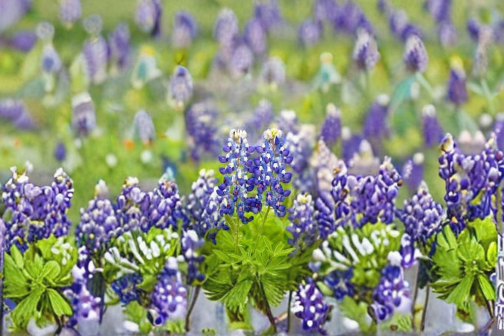 Texas Bluebonnet 50 Seeds | State Flower of Texas | Brilliant Blue Spring Blooms | Native Wildflower