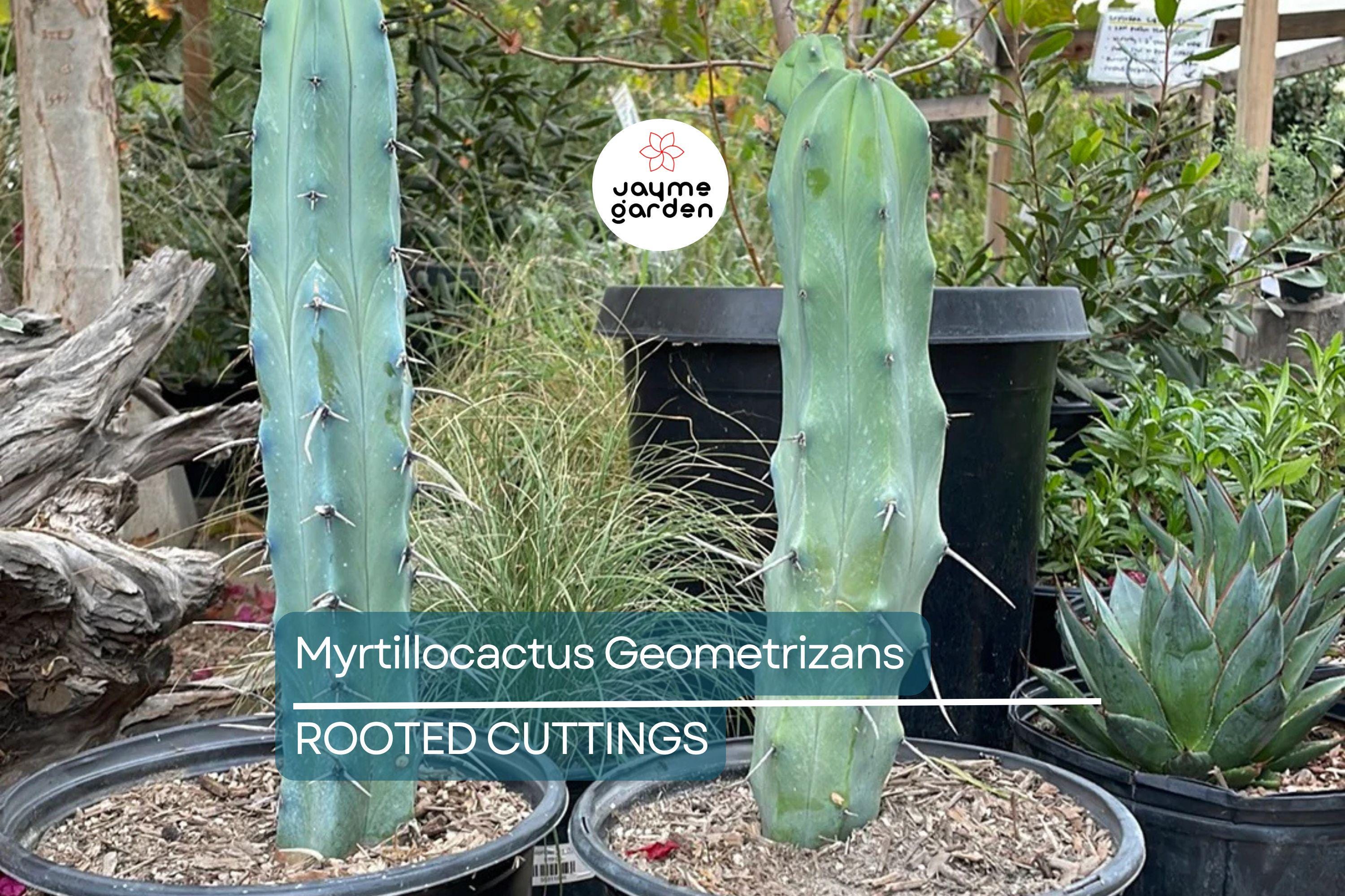 Myrtillocactus Geometrizans Rooted Cutting - 10-12" Tall, Prominent Black Spines, Blue Candle Cactus
