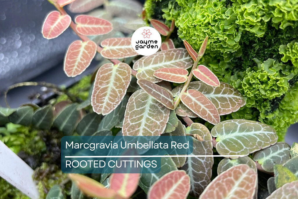Marcgravia Umbellata | Red/Pink Rooted Plant | Terrarium & Vivarium Climber | High Humidity | Exotic Rare Houseplant