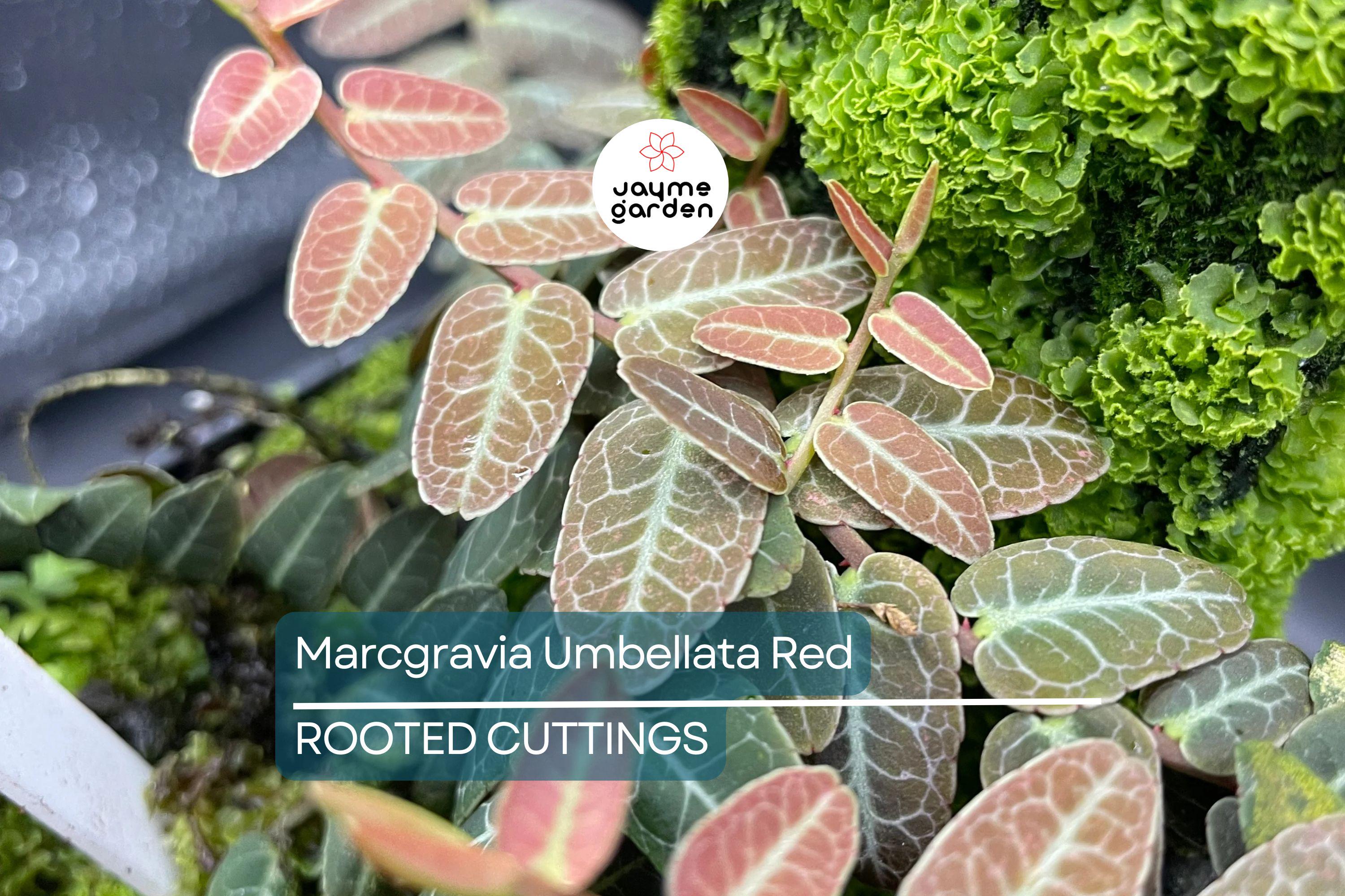 Marcgravia Umbellata | Red/Pink Rooted Plant | Terrarium & Vivarium Climber | High Humidity | Exotic Rare Houseplant
