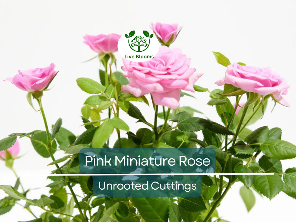 15 Organic Pink Miniature Rose Unrooted Cuttings - 6" for Grafting or Rooting, Rosa 'Fairy', Organic, Perfect for Garden or Pot