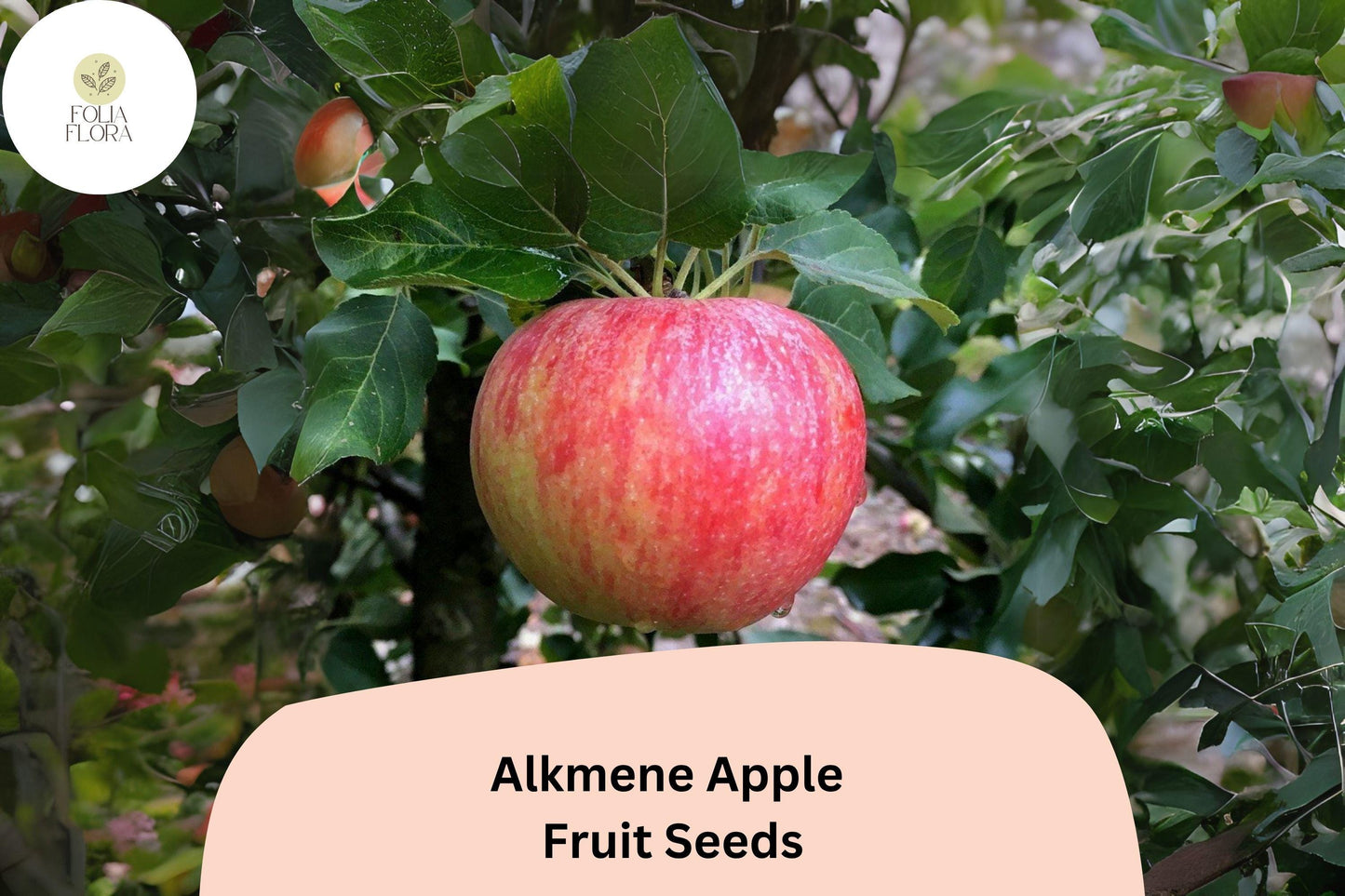 25+ Alkmene Apple Seeds | Crisp Early Heirloom Apple | Malus domestica | Garden Fruit Tree Seeds | Tart-Sweet Flavor