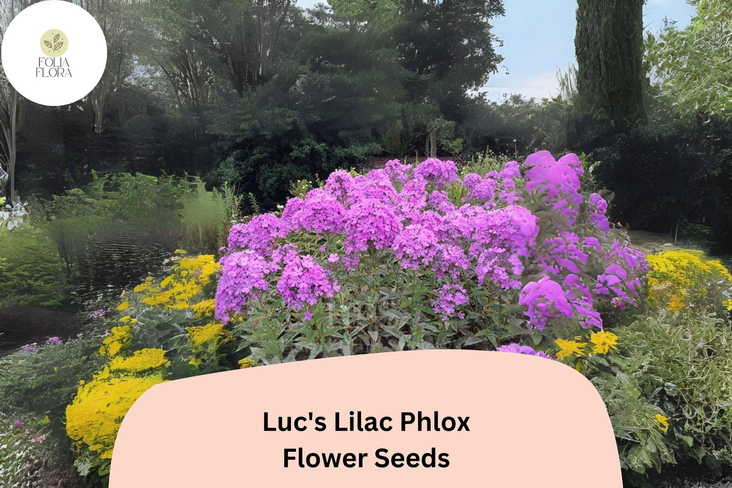 100+ Luc's Lilac Phlox Seeds – Annual Garden Flowers, Phlox drummondii