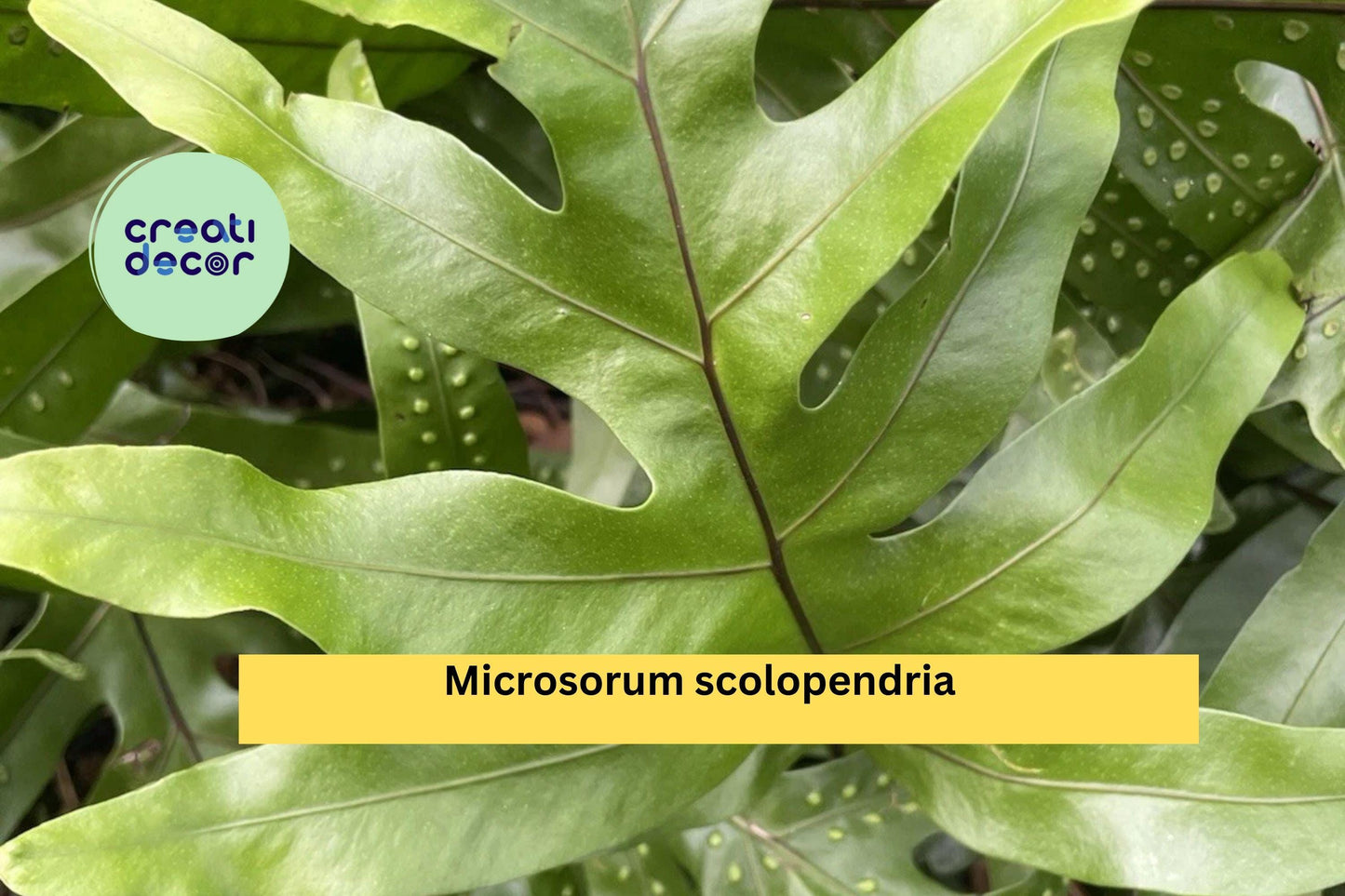 Hawaiian Laua’e Fern Rhizome | Microsorum scolopendria Live Monarch Fern Root | Tropical Plant Starter Hawaii Grown