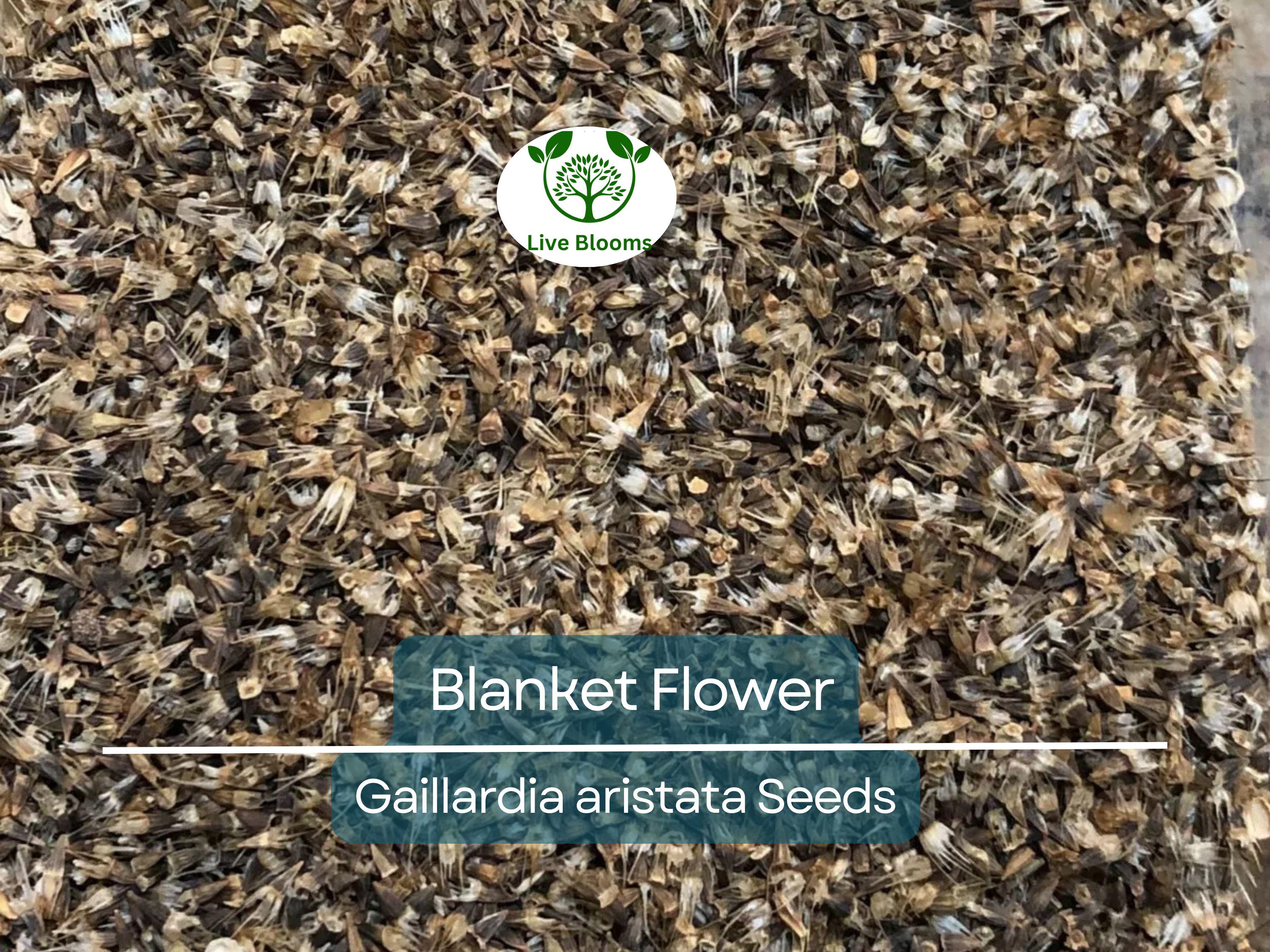 200 Seeds Blanket Flower Gaillardia, Perennial Wildflower, Native Flower, Non-GMO, Gaillardia aristata, Drought Tolerant, Vibrant Blooms