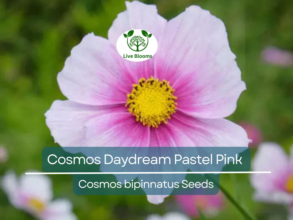 200 Cosmos Daydream Seeds – Pastel Pink Hybrid Cosmos bipinnatus, Non-GMO, 3-5' Tall Blooms, Pollinator-Friendly Annual