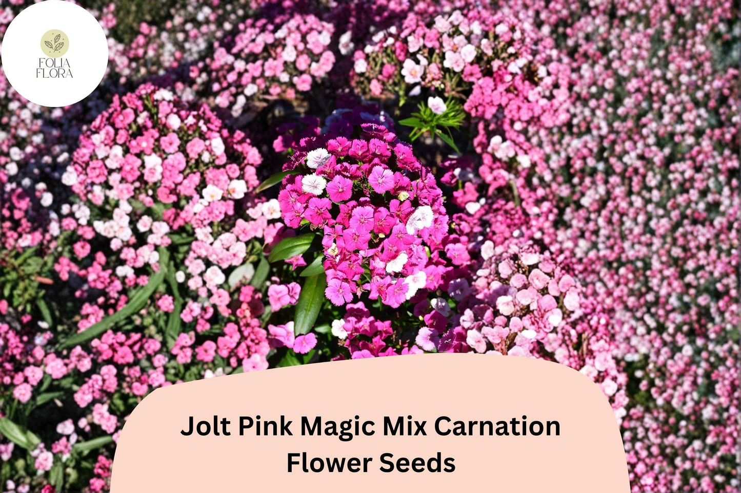 200+ Jolt Pink Magic Mix Carnation Seeds: Pink Double Blooms, Fragrant Hardy Perennial Dianthus