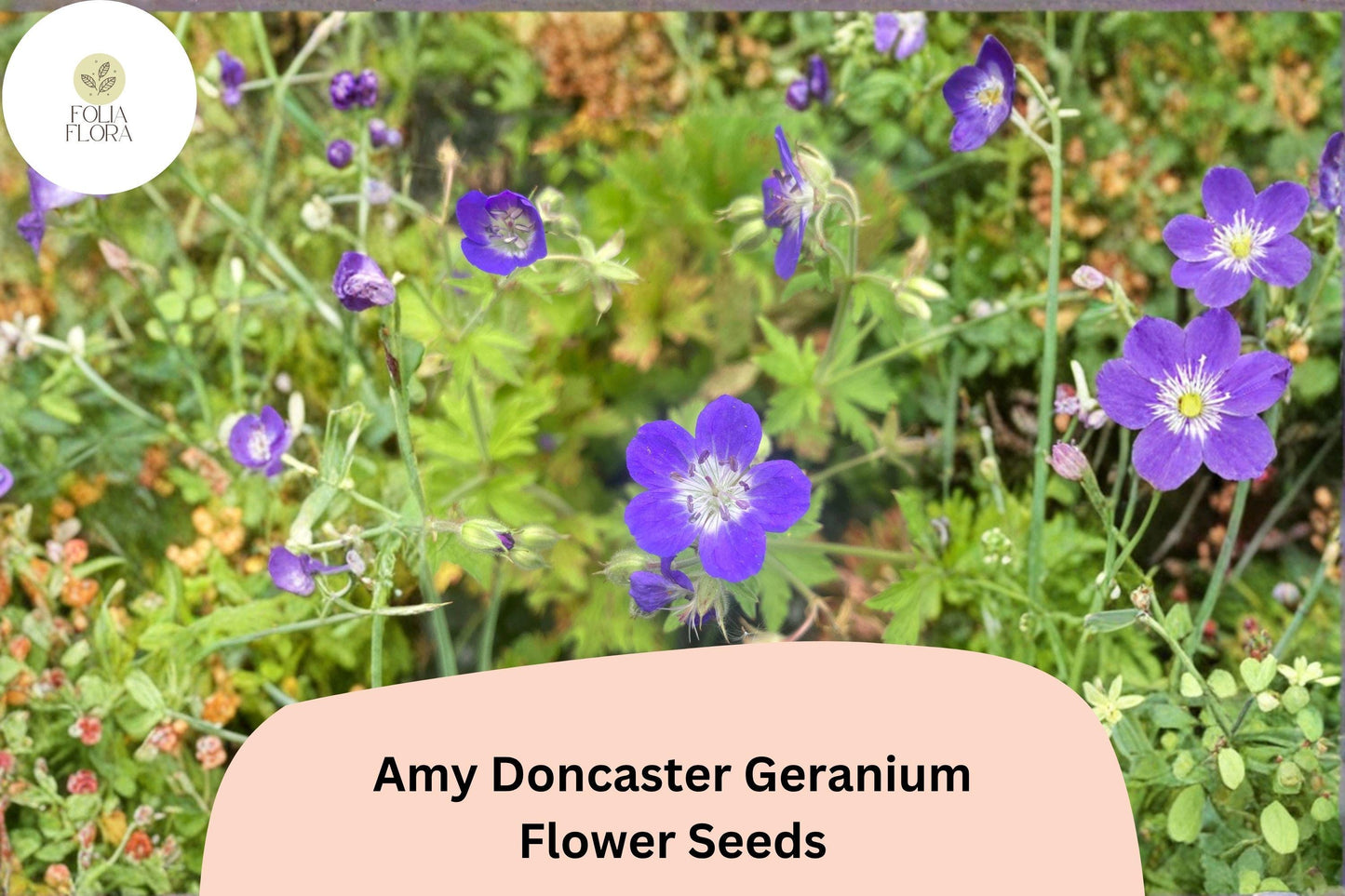 25+ Amy Doncaster Geranium Seeds | Hardy Perennial Cranesbill | Purple Garden Flower Seeds