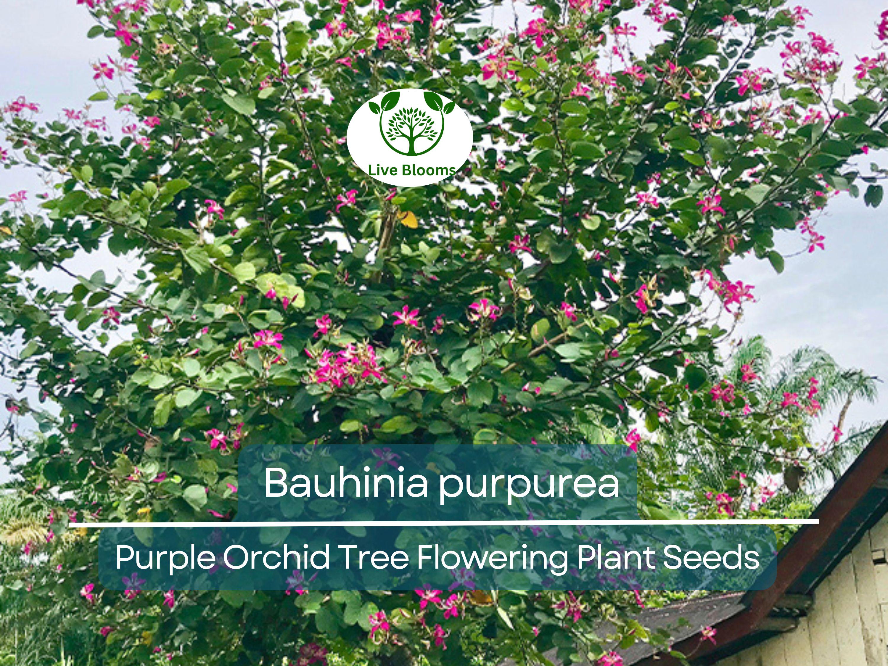 10 Seeds Bauhinia Purpurea – Purple Orchid Tree (Bauhinia purpurea) | Beautiful Flowering Plant for Planting