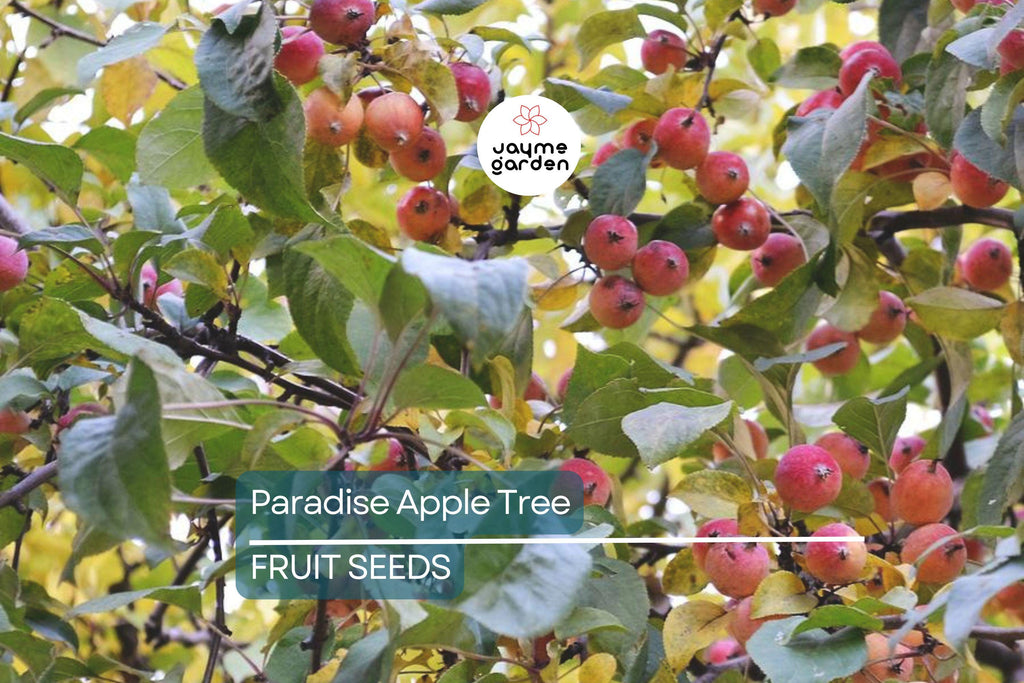 20 Paradise Apple Tree Seeds (Malus pumila) "Red Delicious" – Hardy 15-20 Ft Tall, Fruit & Flower Plant, Cold Tolerant