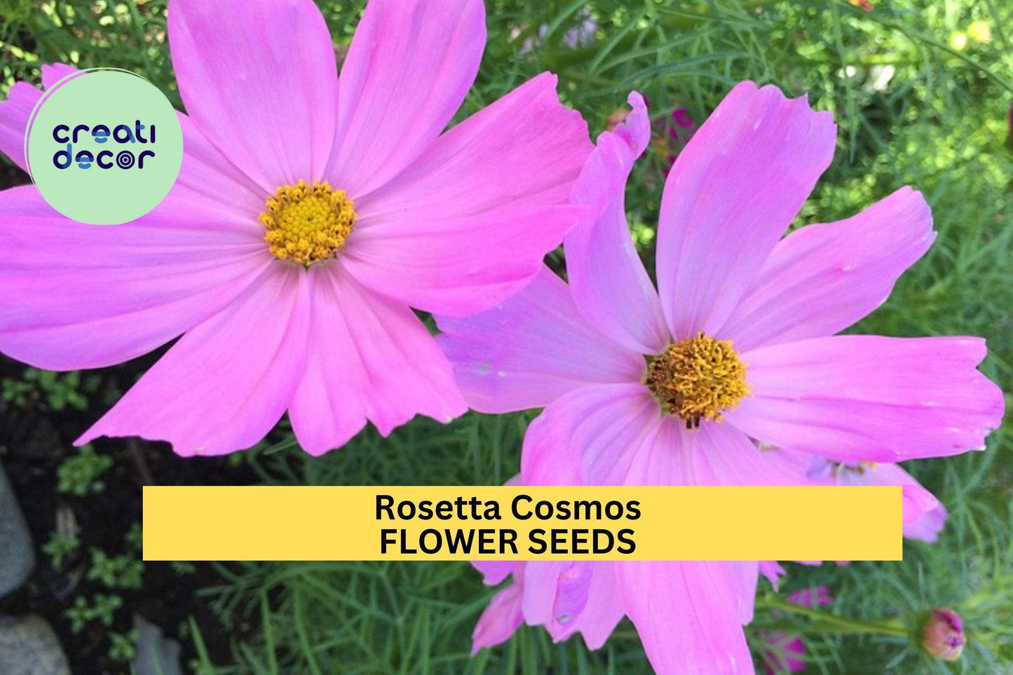 200+ Rosetta Cosmos Seeds – Rosy-Pink Frilly Blooms for Garden Planting, Pollinator-Friendly Annuals for Beds & Borders – USA