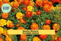 3pcs of 500mg Sparky Mixture Marigold Seeds – Bright Ruffled Blooms in Red, Gold & Orange, Borders Pollinator Gardens Seeds for Planting