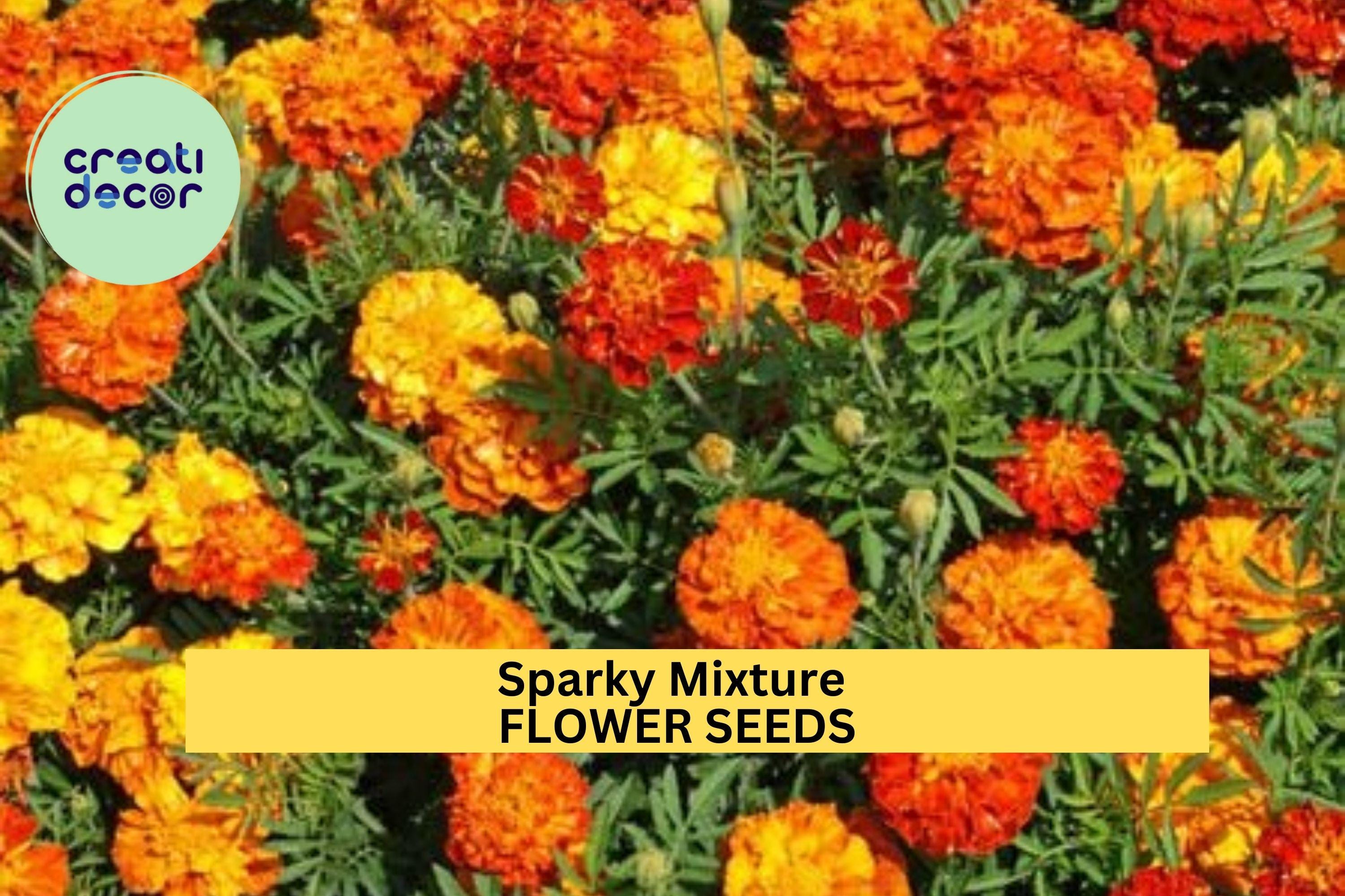 3pcs of 500mg Sparky Mixture Marigold Seeds – Bright Ruffled Blooms in Red, Gold & Orange, Borders Pollinator Gardens Seeds for Planting