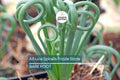 Albuca Spiralis ‘Frizzle Sizzle’ – 1 Large Corkscrew Succulent Bulb, 1" Tall, Unique Spiral Leaves