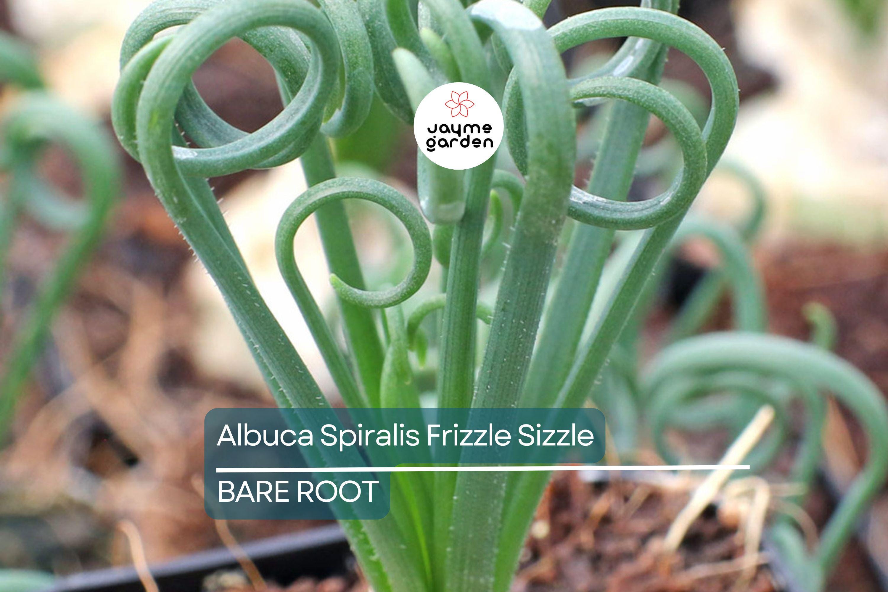 Albuca Spiralis ‘Frizzle Sizzle’ – 1 Large Corkscrew Succulent Bulb, 1" Tall, Unique Spiral Leaves