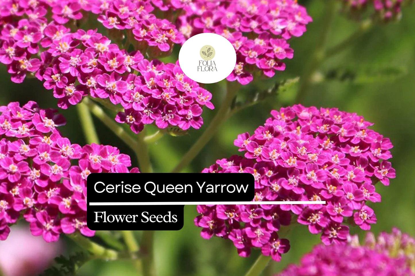 Cerise Queen Yarrow - Achillea Millefolium - Vibrant Pink Blooms for Pollinator Gardens and Drought-Tolerant Landscaping