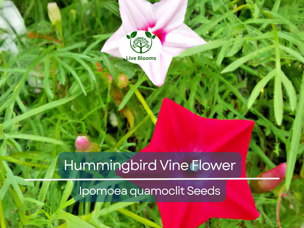 20 Hummingbird Vine Flower Seeds - Mixed Colors (Ipo. quamoclit) Cardinal Climber - Fast-Growing, Vibrant, Pollinator-Friendly