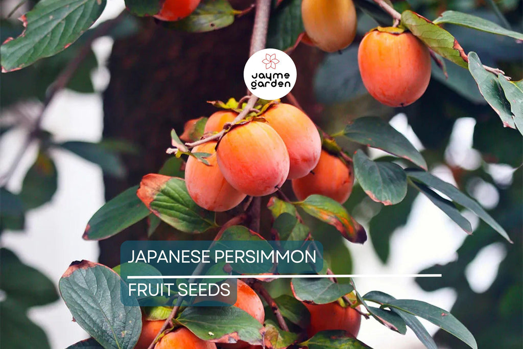 10 Japanese Persimmon Tree Seeds - Diospyros kaki - Hardy Fruit Tree 20-30ft - Fall Color