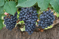 Autumn Royal Grape 5 Cuttings 6-8" (Vitis vinifera) Unrooted Grape Vine Cuttings