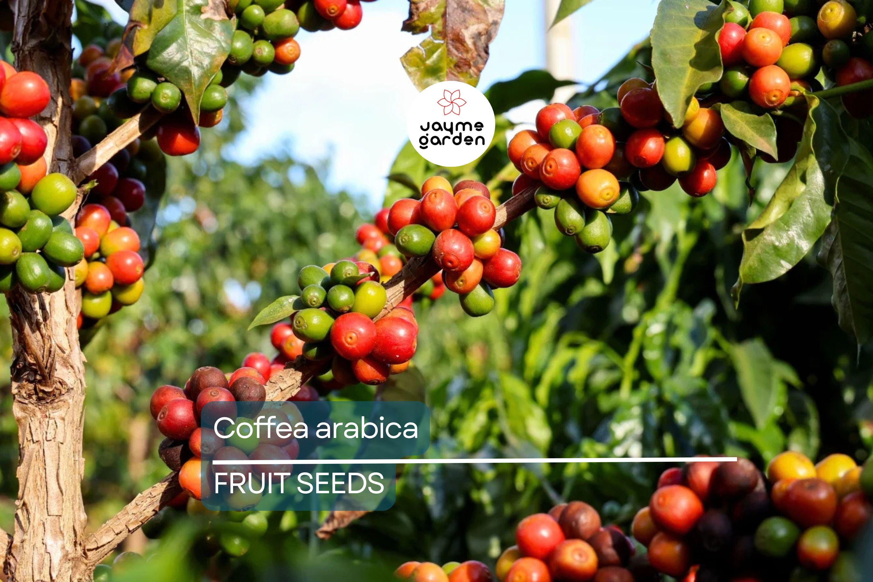 10 Coffea Arabica Seeds – Exotic Coffee Plant Tree, Rare Indoor Tropical Houseplant, Arabian Coffee