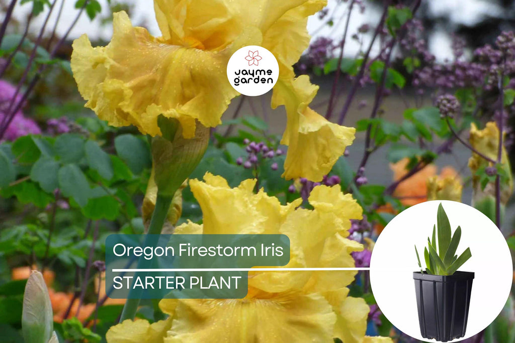 Oregon Firestorm Iris – Quart Pot | Yellow Reblooming Perennial | Deer-Resistant | Drought-Tolerant | Zones 3-10