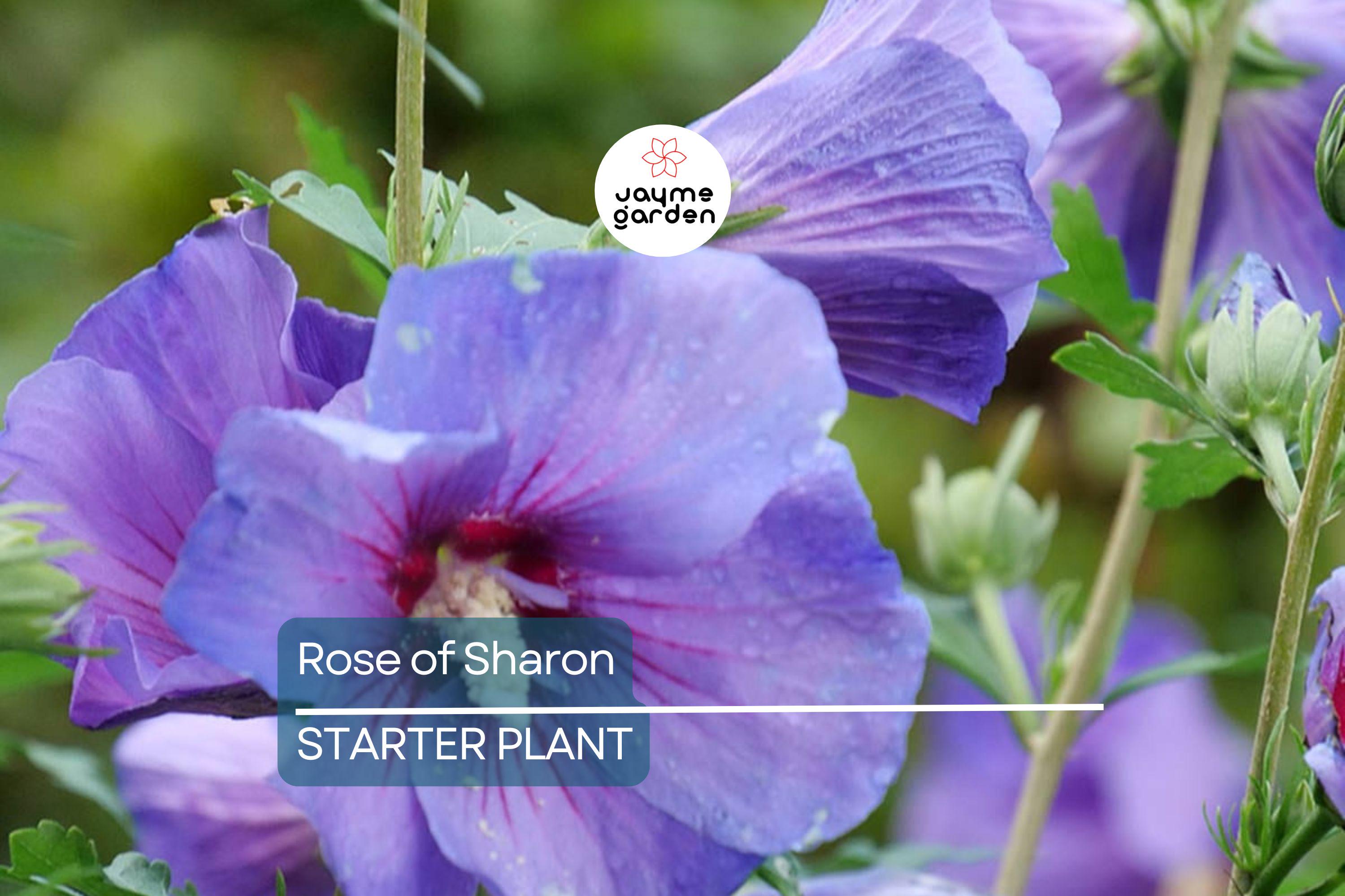 Rose of Sharon Seedlings | Flowering Hibiscus Bush Starter Plant | Easy-to-Grow Outdoor Shrub with Stunning Blooms