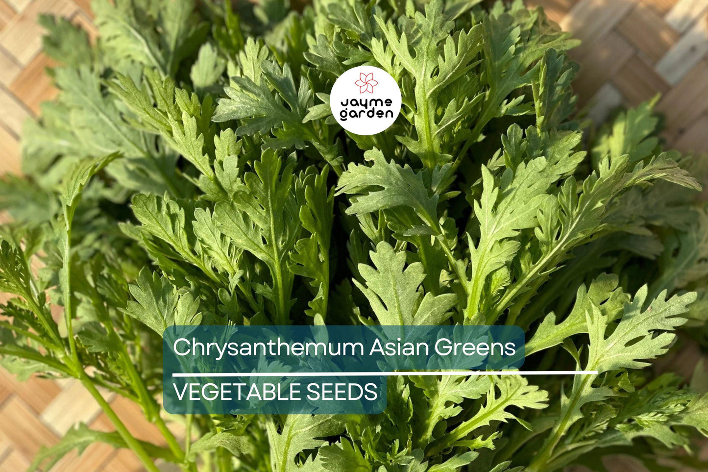 500 Shungiku Seeds - Edible Chrysanthemum - Asian Greens - Tongho - Choy Suy - Garland Chrysanthemum - Cool Season Salad Green