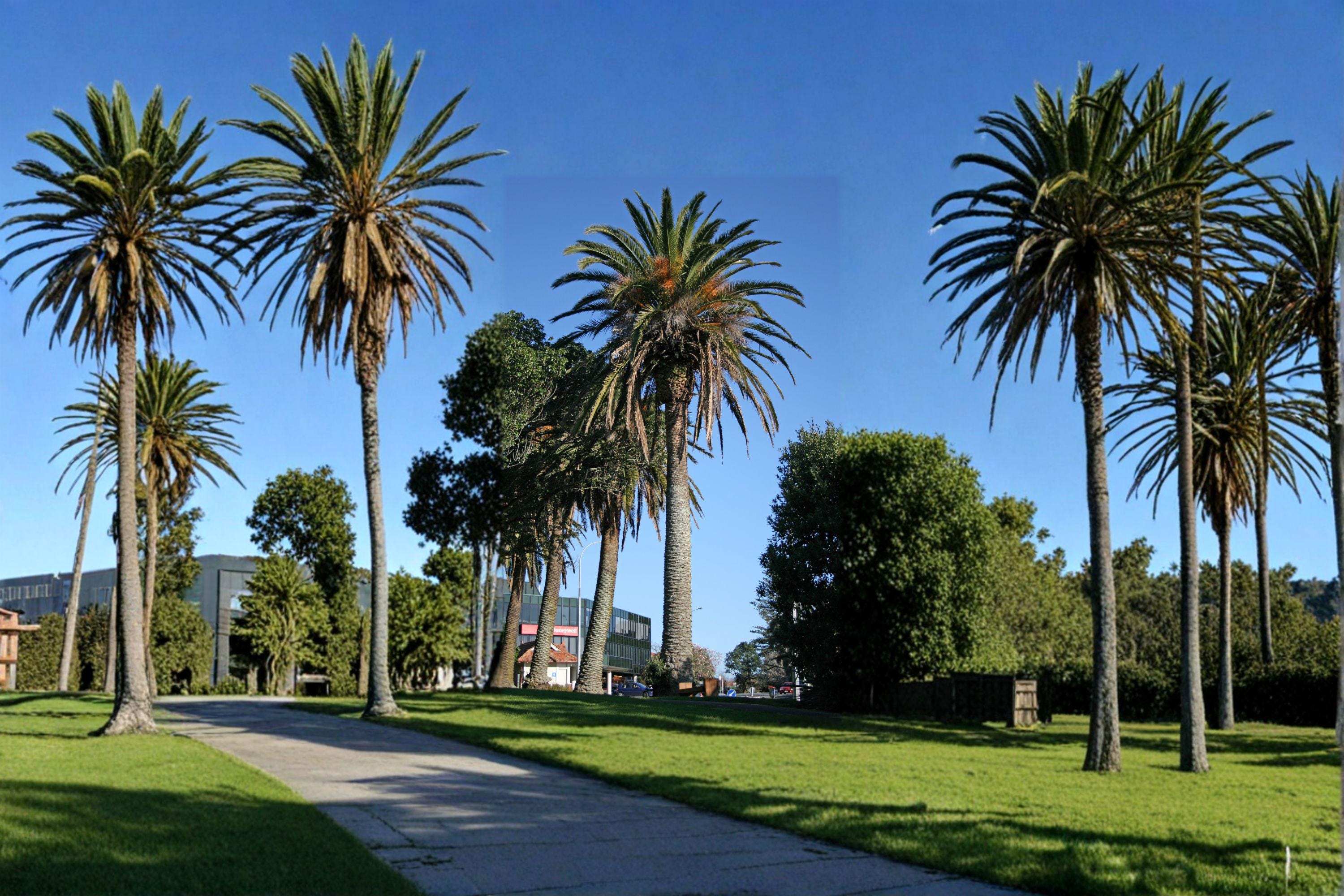 Phoenix canariensis – Canary Island Date Palm 10 Seeds | Majestic Palm Tree | Tropical & Subtropical Ornamental | Iconic Landscape Plant