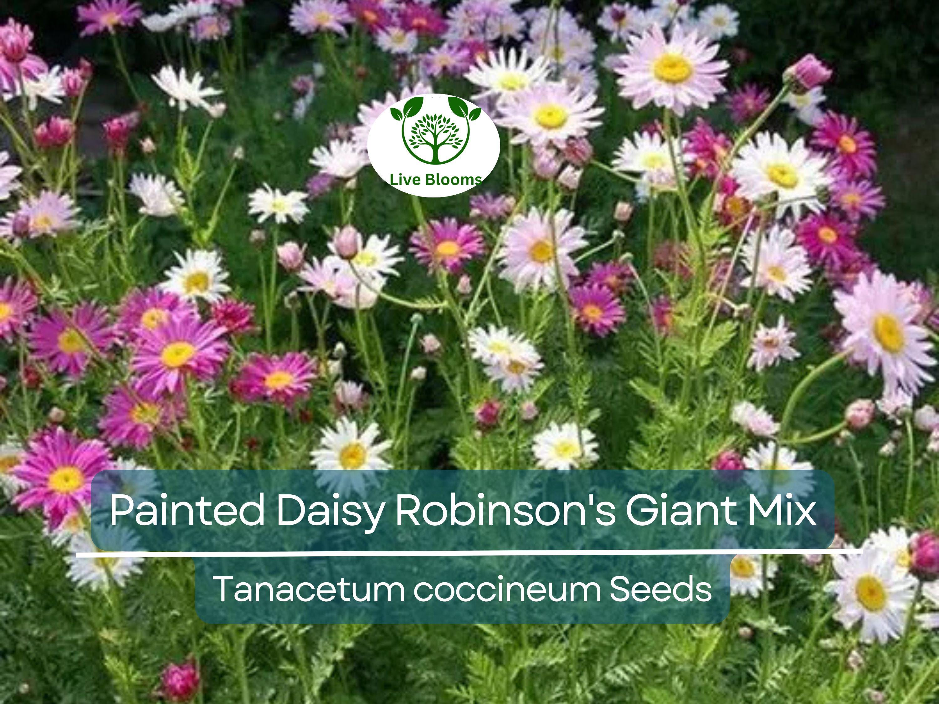 100 Seeds Painted Daisy Robinson's Giant Mix Perennial - Huge Cut Flowers, Non-GMO, Long-Lasting, Easy to Grow