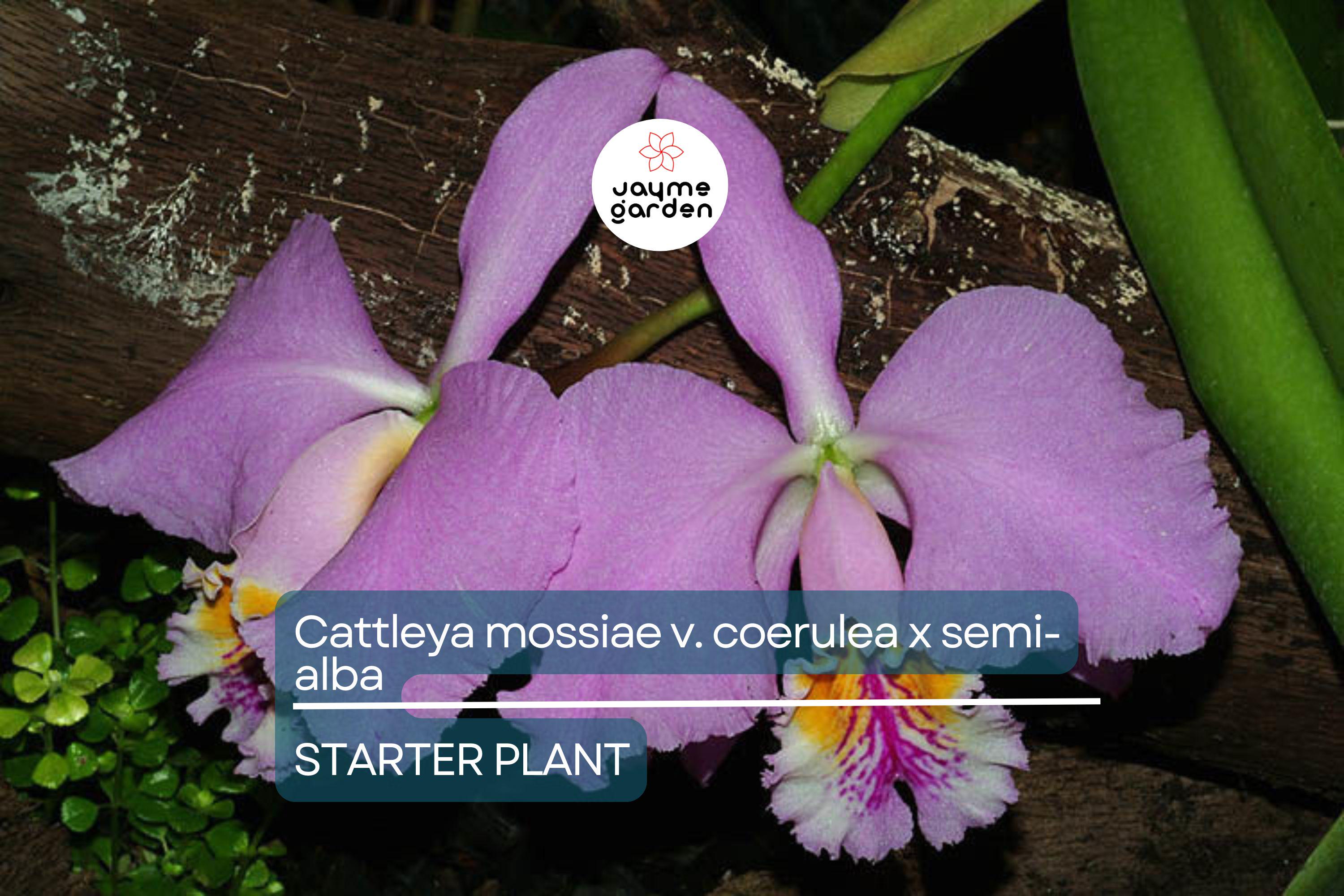 Cattleya Mossiae x Semi-Alba Orchid Seedlings | Live Plant | Blue Dynasty x Semi-Alba | Great Collector's Species | Fast Growth