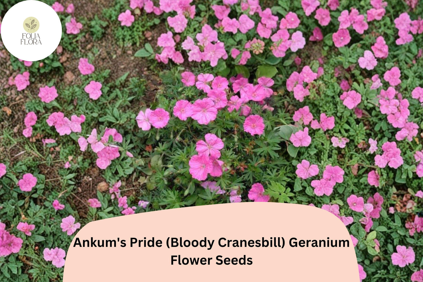 25+ Ankum’s Pride Geranium Seeds | Hardy Pink Cranesbill | Perennial Garden Flower
