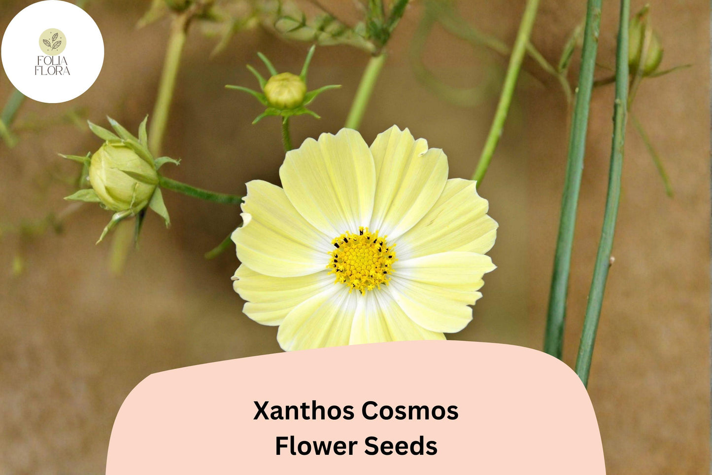 200+ Xanthos Cosmos Seeds | Cosmos bipinnatus Pale Yellow Blooms | Easy Annual Garden Flower for Borders & Pollinators