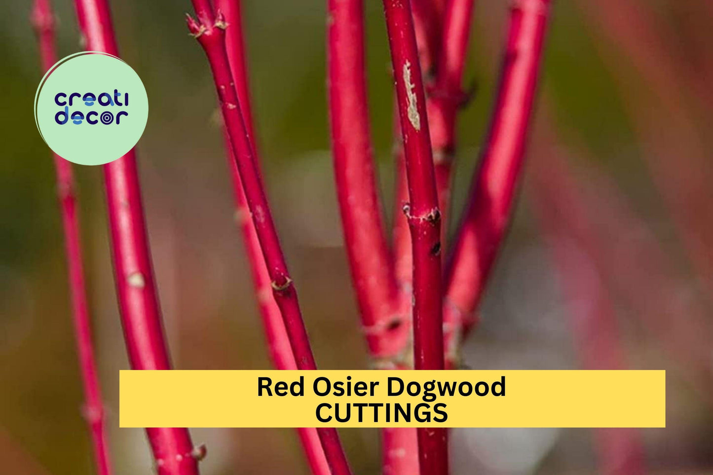 30 Red Osier Dogwood Cuttings – 10" Hardwood Stems for Propagation or Landscaping – Fast Growing Native Shrub – FREE Shipping – USA
