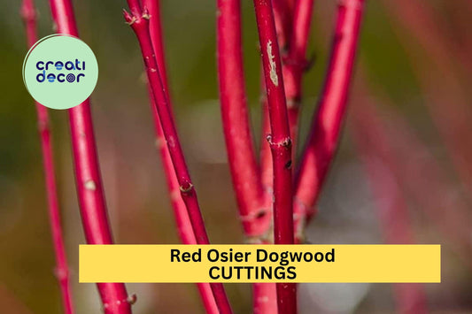 30 Red Osier Dogwood Cuttings – 10" Hardwood Stems for Propagation or Landscaping – Fast Growing Native Shrub – FREE Shipping – USA