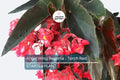 Angel Wing Begonia - Torch Red | Tropical Houseplant in 4" Pot | Vibrant Indoor Plant | Easy Care Live Plant for Home or Office