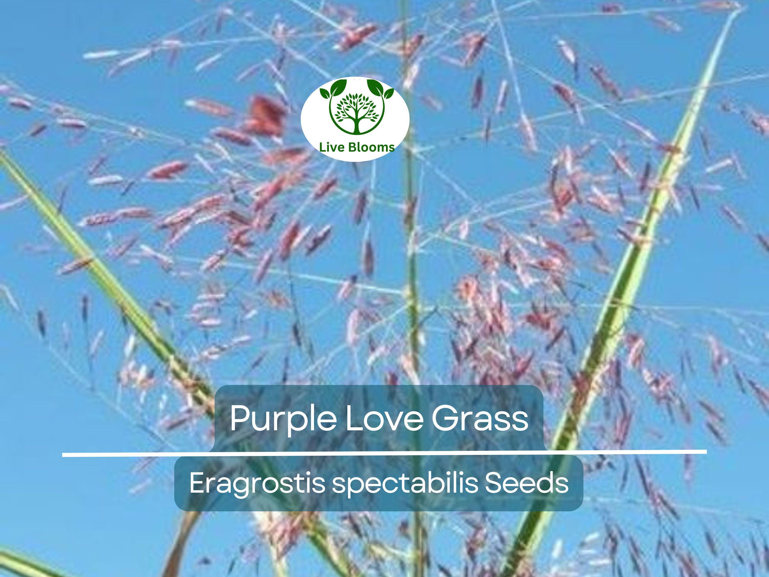 500 Purple Love Grass Seeds (Eragrostis spectabilis) | Ornamental Flowering Lovegrass, Hardy, Beautiful Purple Blooms for Gardens