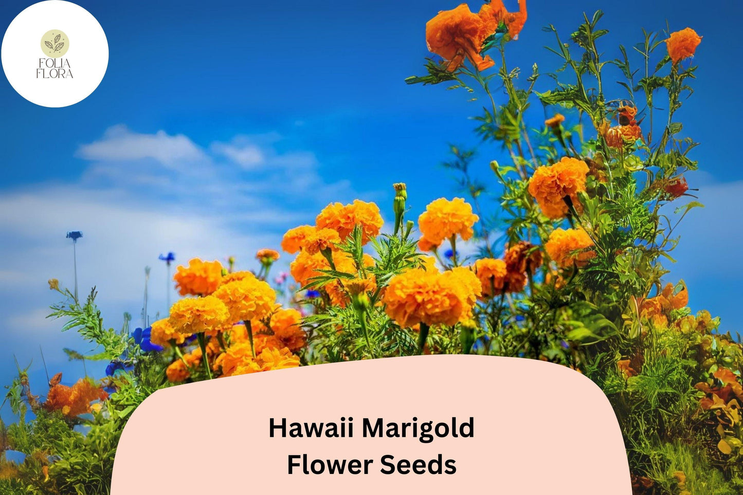 25+ Hawaii Marigold Seeds | Tagetes erecta | Tall African Marigold | Large Yellow-Orange Blooms for Garden Planting