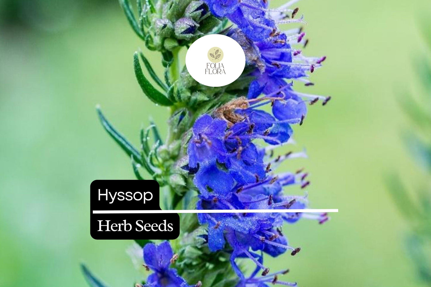 300 Seeds Hyssop (Hyssopus officinalis) – Aromatic Herb, Culinary Use, Easy to Grow