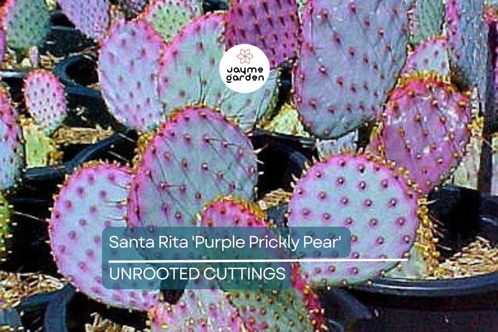 Santa Rita Purple Prickly Pear Cutting (6") | Color Shifts Green to Purple | Beautiful Yellow Blooms | Unrooted Starter