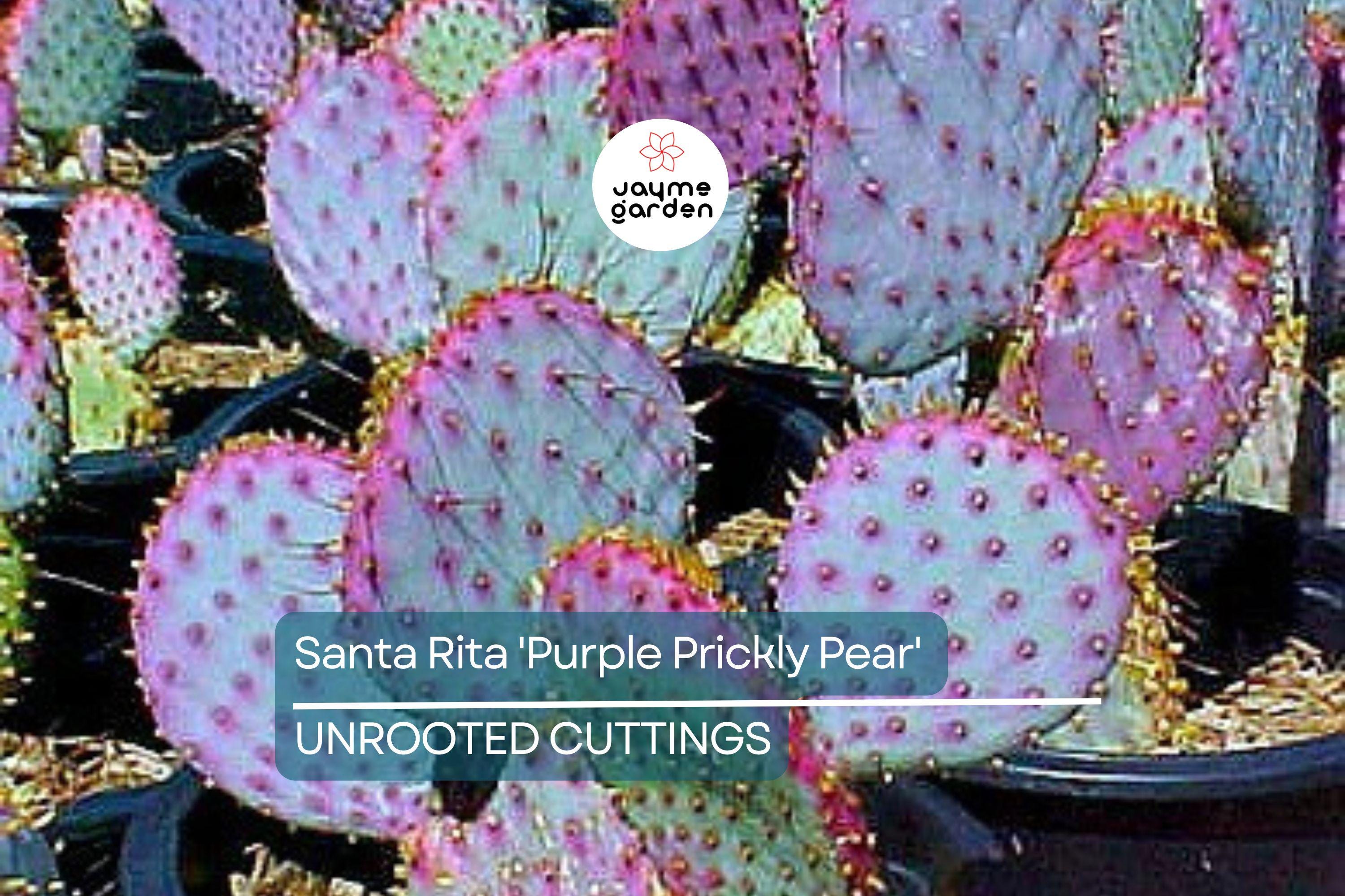Santa Rita Purple Prickly Pear Cutting (6") | Color Shifts Green to Purple | Beautiful Yellow Blooms | Unrooted Starter
