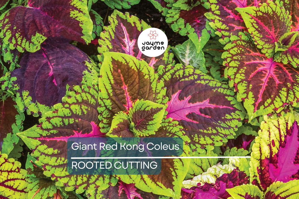 Giant Red Kong Coleus Rooted Plant | Vibrant Red Foliage | Fast Shipping | Live Flower