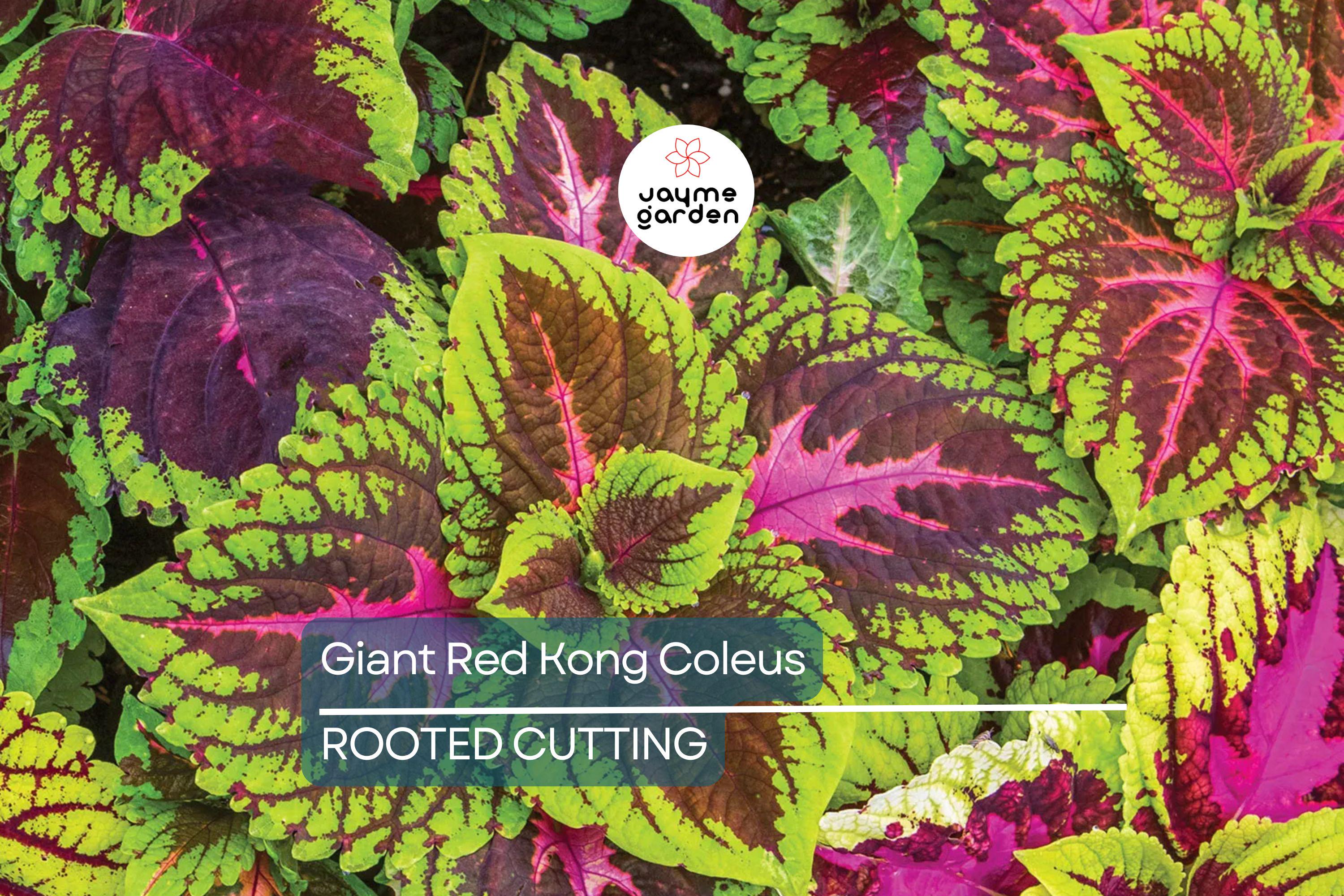 Giant Red Kong Coleus Rooted Plant | Vibrant Red Foliage | Fast Shipping | Live Flower
