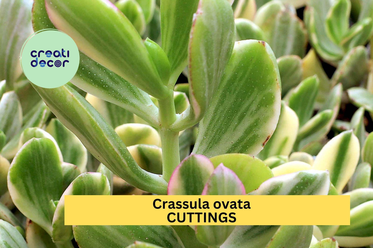 2 Variegated Jade Plant Cuttings | Crassula Ovata Starter 3–5" | Easy Succulent for Indoor Decor, Gifts, Containers