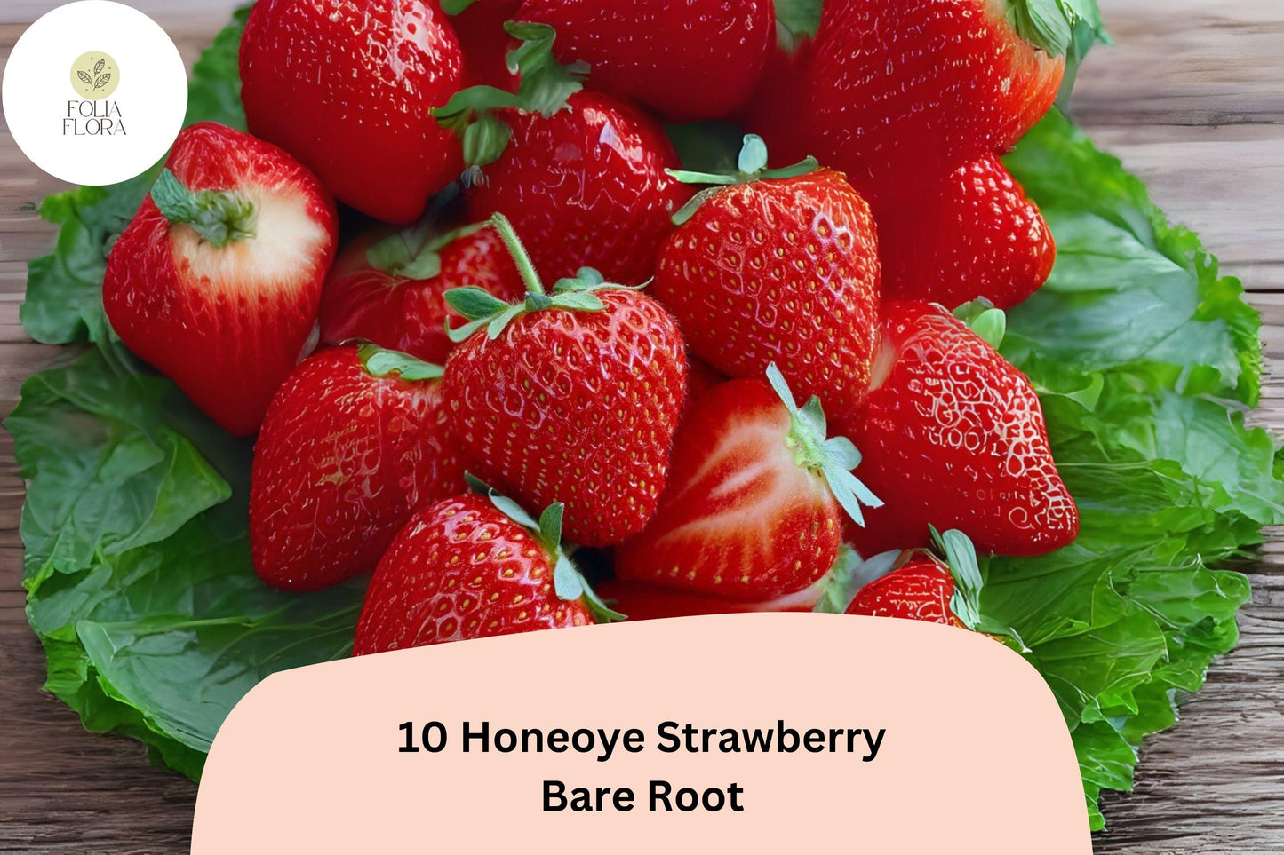 10 Honeoye Strawberry Plants | Live Bare Root | June Bearing Fragaria × ananassa Fruit